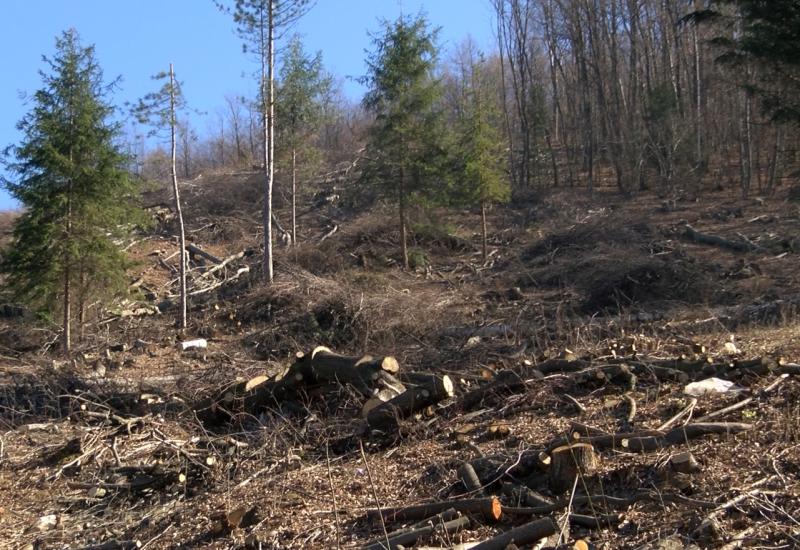 Parlamentarac traži od Vlade FBiH da pustošenje šuma tretira kao teroristički čin